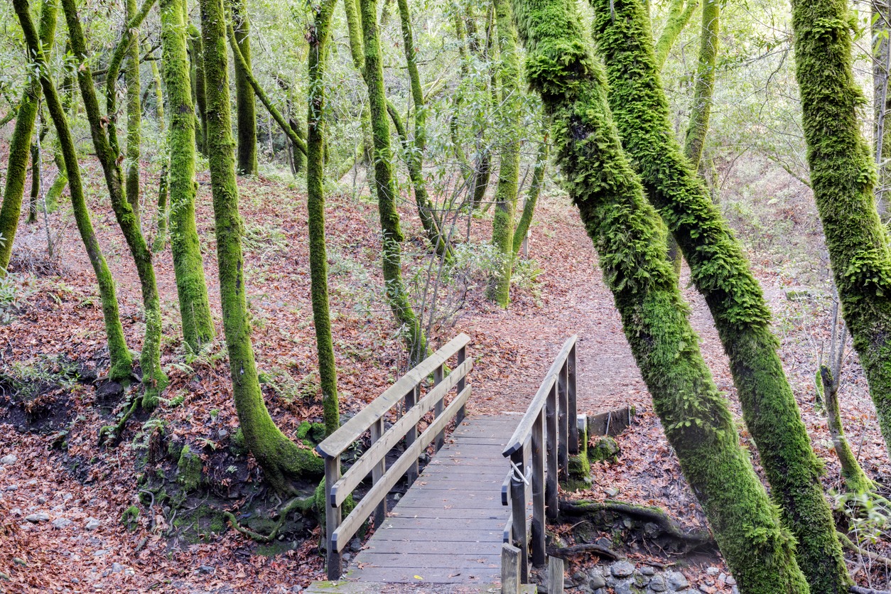 Creek Trail, Hidden Villa, Los Altos, Santa Clara County, California, USA.